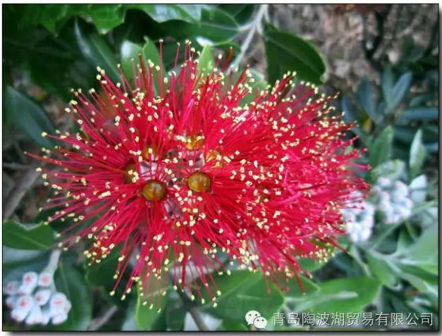 介绍新西兰特色的视频,新西兰植物