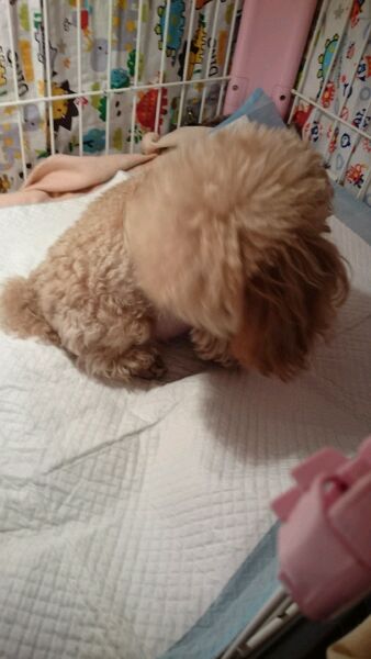 泰迪怀孕了会变得很瘦吗,泰迪怀孕后期为什么特别瘦