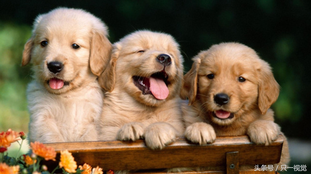 千万别给狗狗吃这些东西,狗狗能吃什么点心