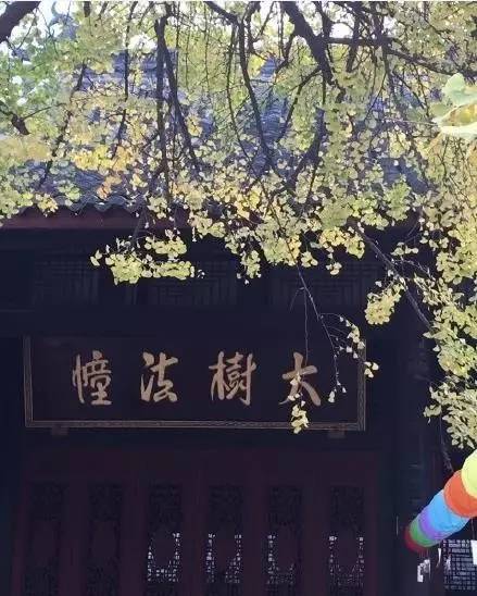 成都最后的银杏,成都附近最值得看的银杏