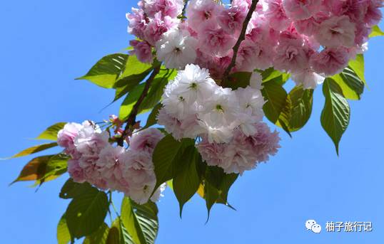 樱花旅行记全集视频,樱花季日本14天旅游攻略