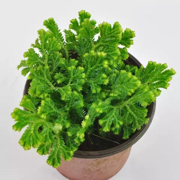 农村里常见的野草是药吗,农村常见野草中草药