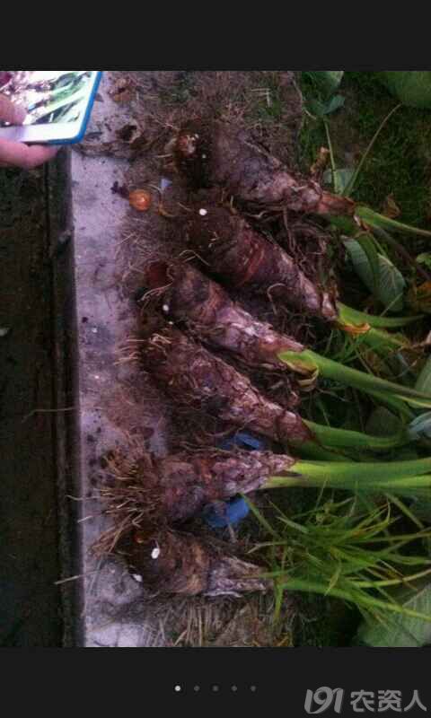 皇家贡品荔浦芋,农村里的美味佳肴你吃过几个