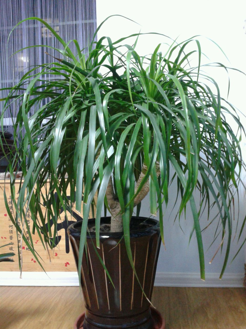 龙血树烂心修剪多久可以复活,龙血树怎么修剪长高