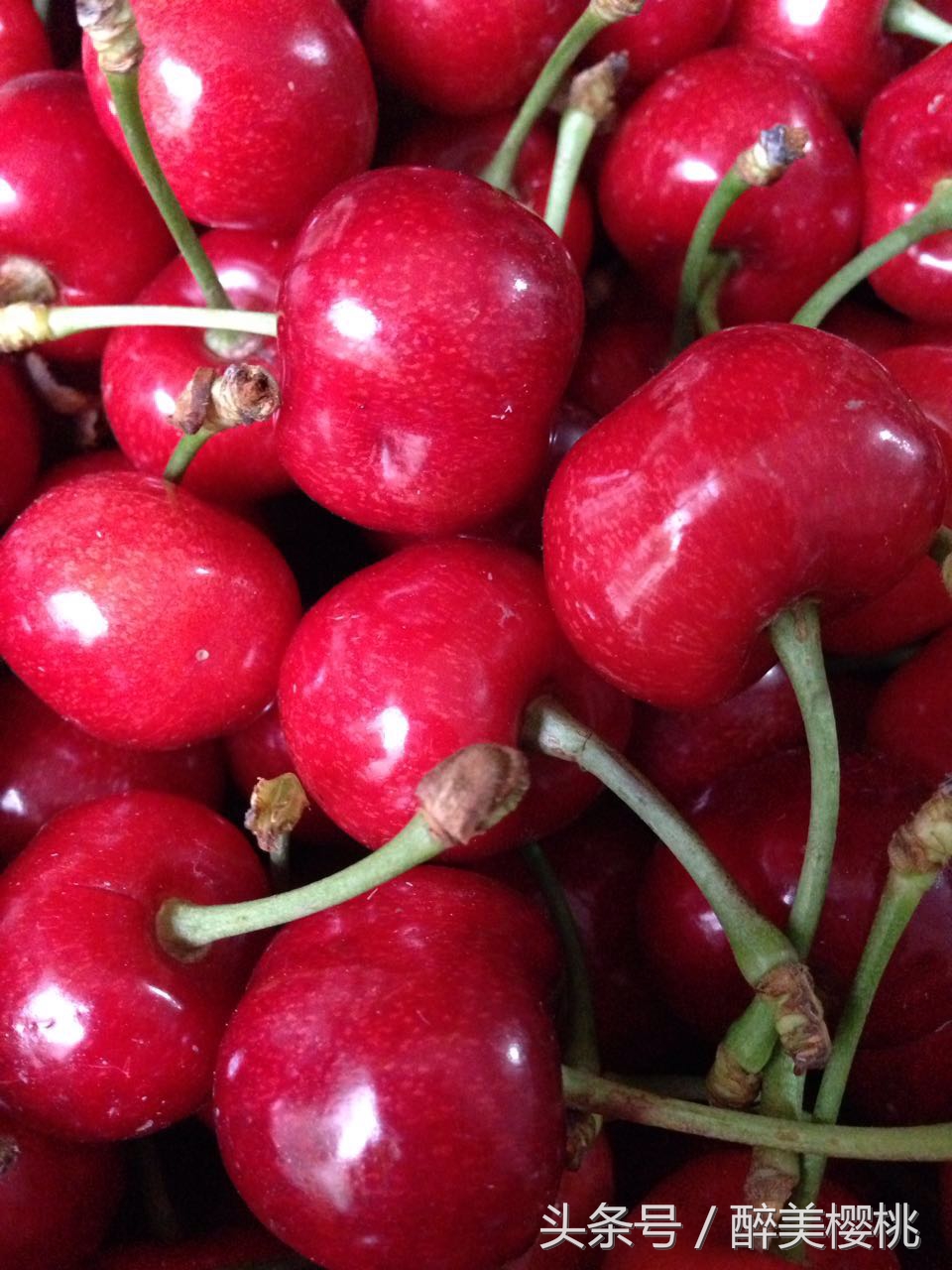 南方樱桃成熟时间表,世界各地樱桃