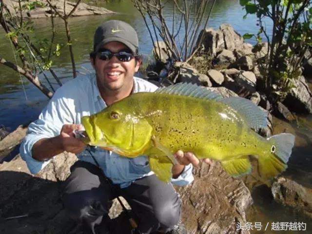 亚马逊钓鱼钓到最大的鱼,亚马逊钓到1吨的鱼