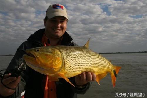 亚马逊钓鱼钓到最大的鱼,亚马逊钓到1吨的鱼