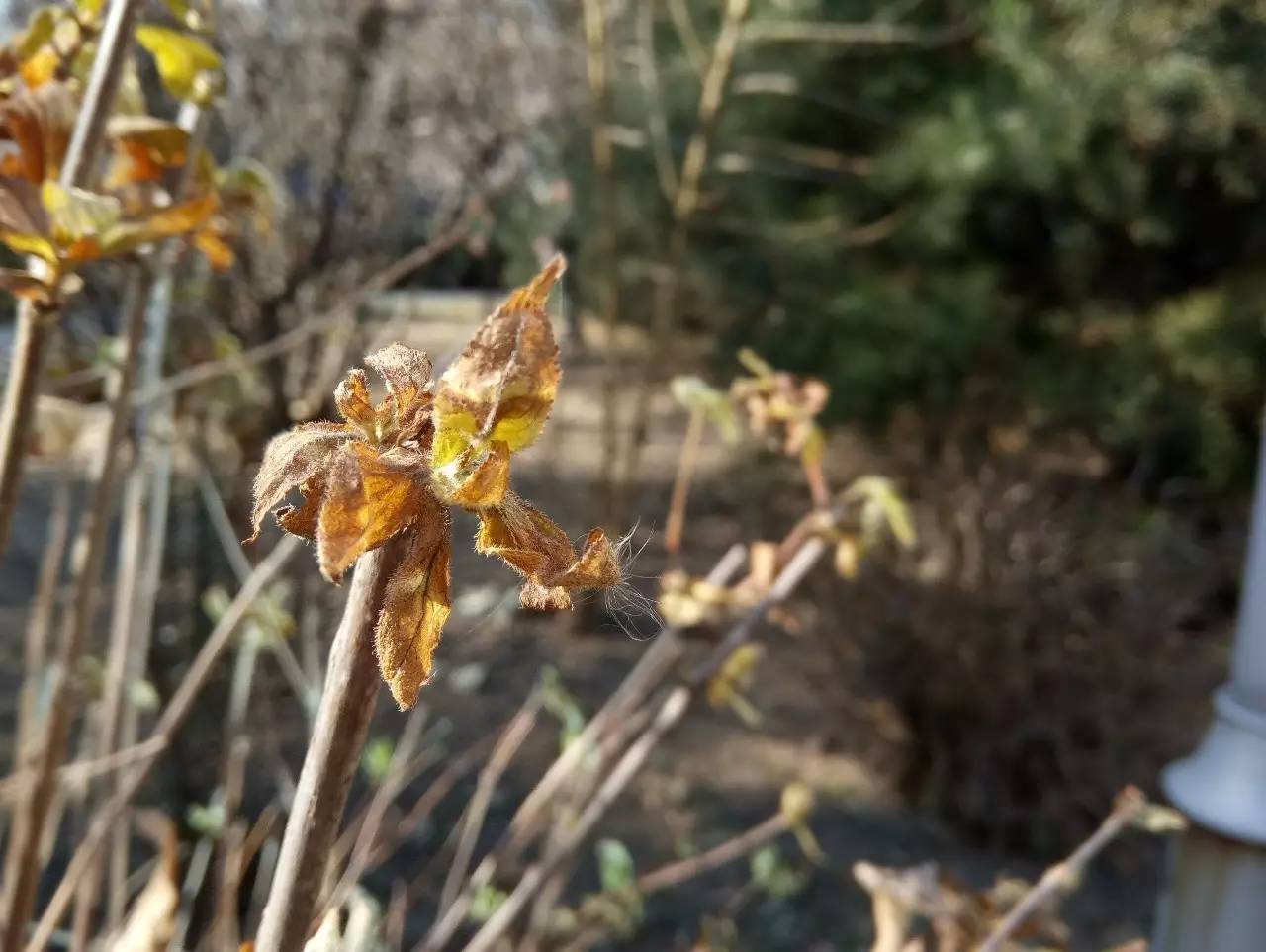 金立s9到底怎么样,金立s9性能怎么样