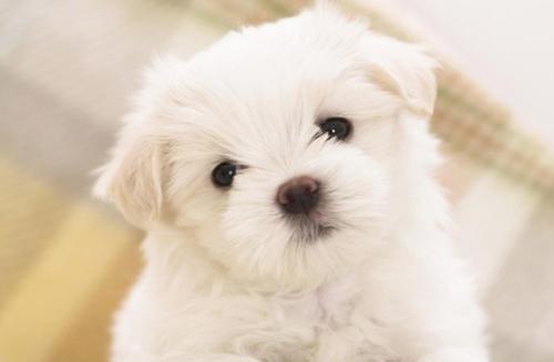 未满月的狗狗大便稀,狗狗喝水多大便稀