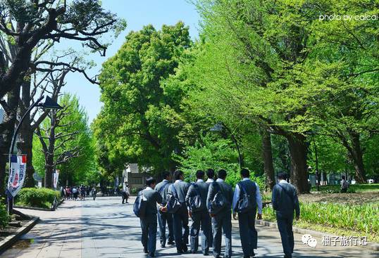 樱花旅行记全集视频,樱花季日本14天旅游攻略