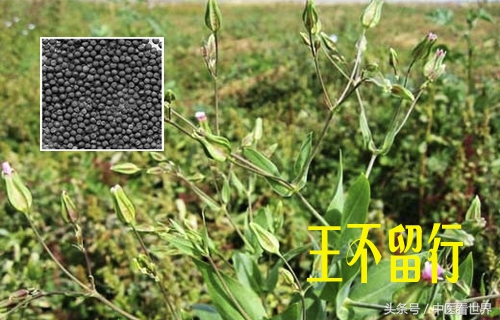 此草性走而不住，虽有王命不能留其行！善于下行，活血通经！