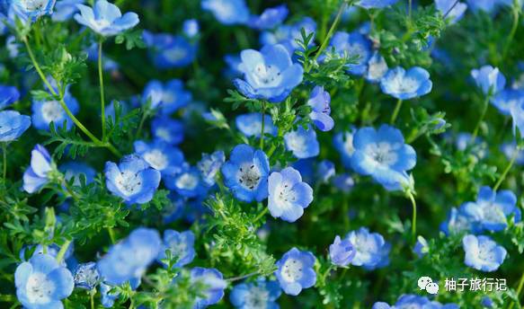 樱花旅行记全集视频,日本樱花7日游攻略大全