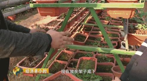 80后养猪致富经,养猪致富案例视频