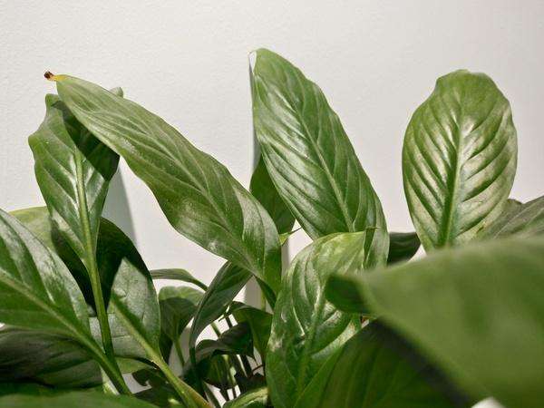 酷派s1旗舰版,酷派s1用什么系统