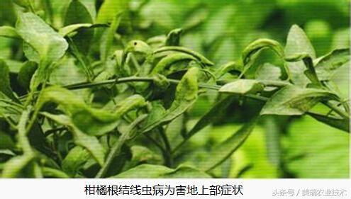 柑橘病虫害管理及营养管理ppt,柑橘花露白时应防治好哪些病虫害