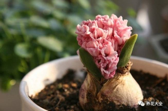 风信子的球茎烂了还能补救吗,风信子球上的新芽怎么处理