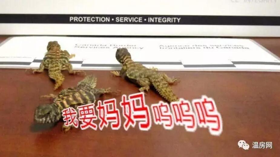6只蜥蜴宝宝在加国海关哭了！啥情况？