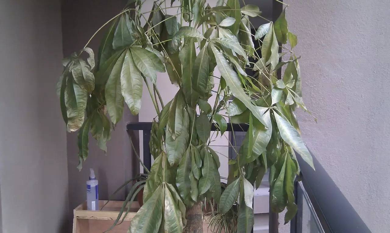 发财树一夜被冻死了还能救活吗,盆栽发财树浇水后叶子发黄怎么办