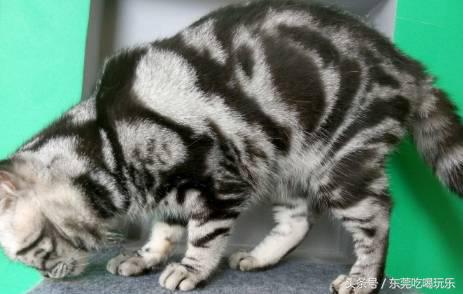 猫咪主题餐厅一览表,首家猫咪主题餐厅