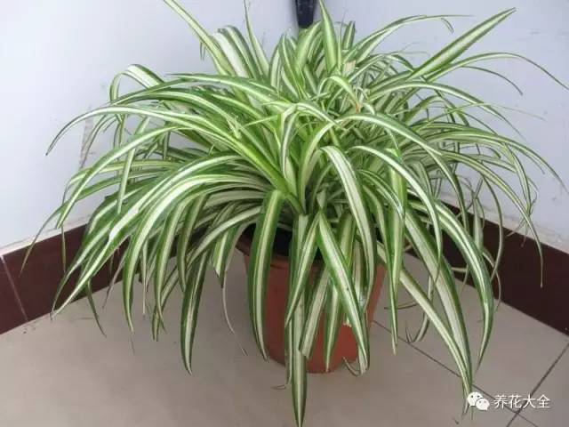 吊兰妙招,学会这四招轻松把花养得枝繁叶茂