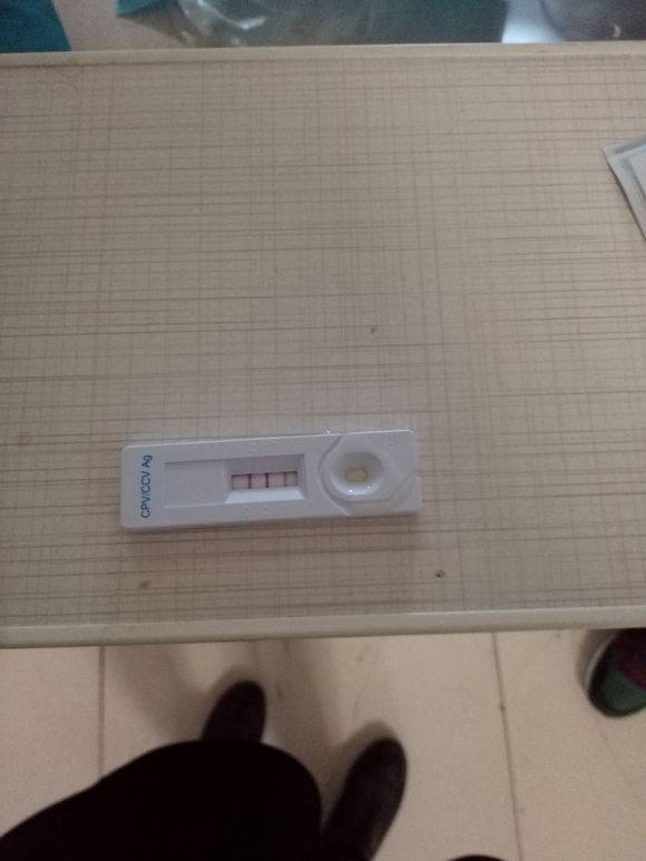 家里养的泰迪感冒了,才拿回家的泰迪会不会得细小犬瘟