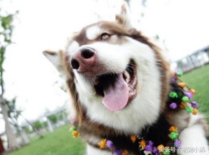 原来这样可以改善哈士奇乱叫的毛病