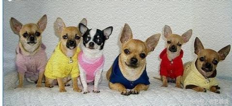 做好这六点远离疾病,泰迪狗狗护食的正确教育方法