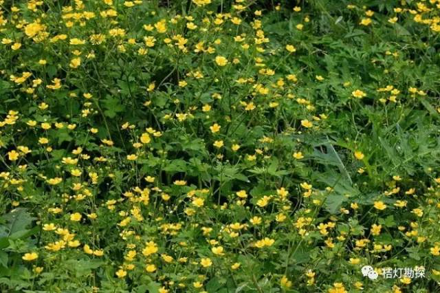 在野外什么千万别碰,这些植物千万不要乱碰