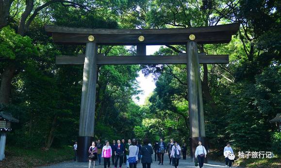 樱花旅行记全集视频,日本樱花7日游攻略大全