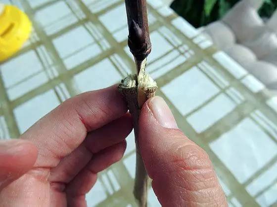 教你轻松完成果树、花木的嫁接，三种方法轻松掌握