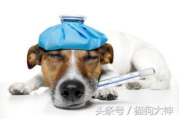 去宠物医院怎么看病,狗狗后腿体温测量方式