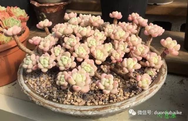 罗琦跟劳尔,罗琦和劳尔最新视频