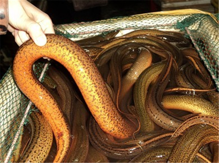 网箱养殖黄鳝的流程,黄鳝养殖技术及运输