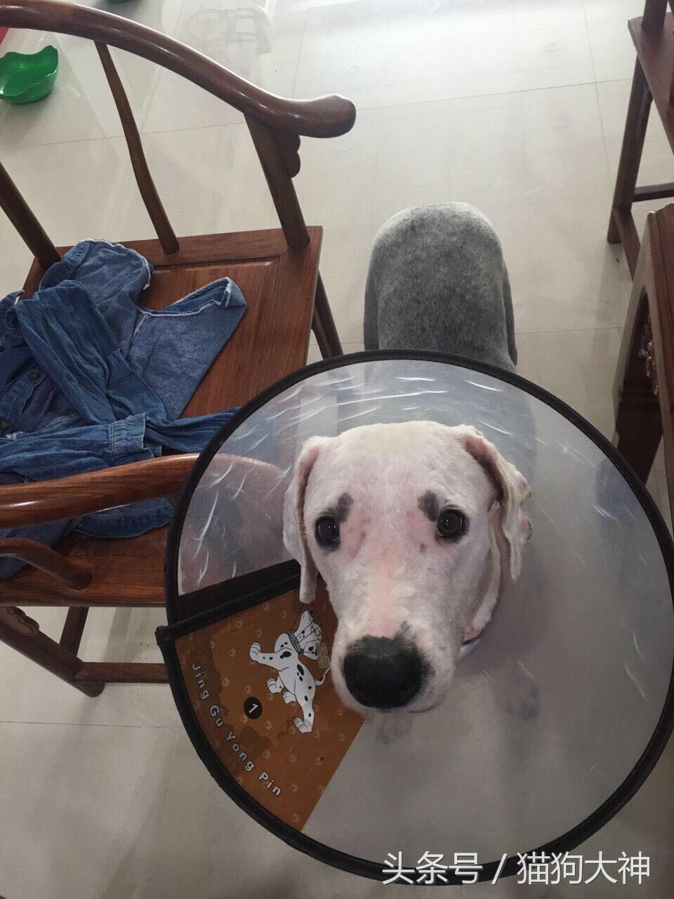 没想到捡到的流浪狗这么聪明懂事,偶然发现的流浪狗