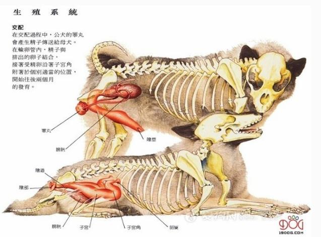 养狗之前请想好,养狗一定要知道的事