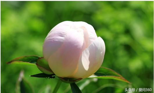 赤芍花的功效与作用及禁忌,赤芍功效与作用及禁忌