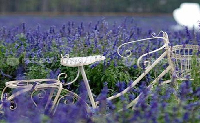 北京的薰衣草庄园门票,北京薰衣草庄园门头沟