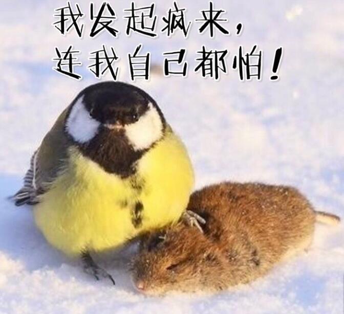 鸟界平头哥，传说中的“食脑狂魔”、“僵尸鸟”，霸气侧漏！