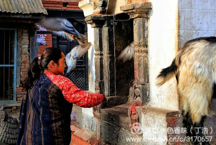 探秘尼泊尔牧羊人,探秘尼泊尔国家森林公园