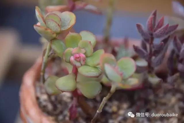 养肉肉的感悟,养多肉谨记好3招专治多肉难上色