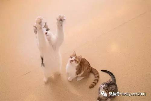 会拍猫的都是好小伙｜你说这些猫咪这么美，我说是的！