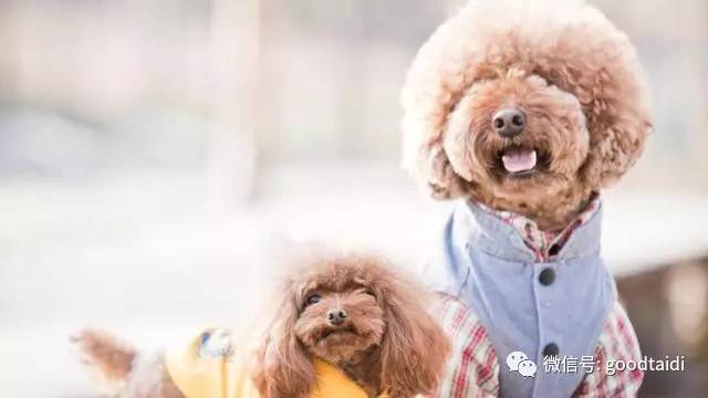 心疼小泰迪,小泰迪一定不能吃什么