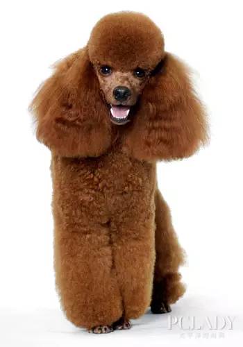 宠物狗狗知识哪里学,宠物狗知识大全