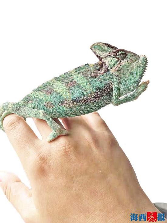 厦一民警特擅长发现蛛丝马迹平日养变色龙解压