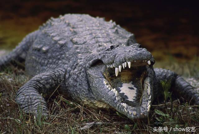 鳄鱼皮稀有皮手工皮具,鳄鱼皮如何制作成皮具