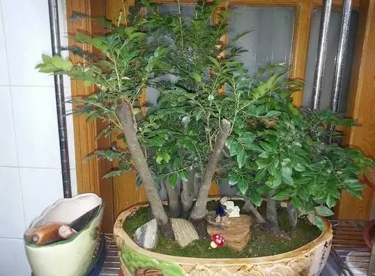 小叶紫檀盆景如何养成桩,小叶紫檀盆景干枯掉叶子该怎么养