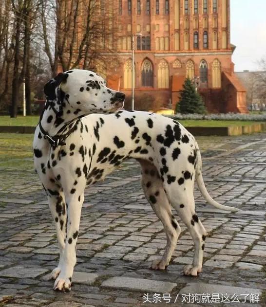 斑点狗科普点读,斑点狗大麦町犬好养吗