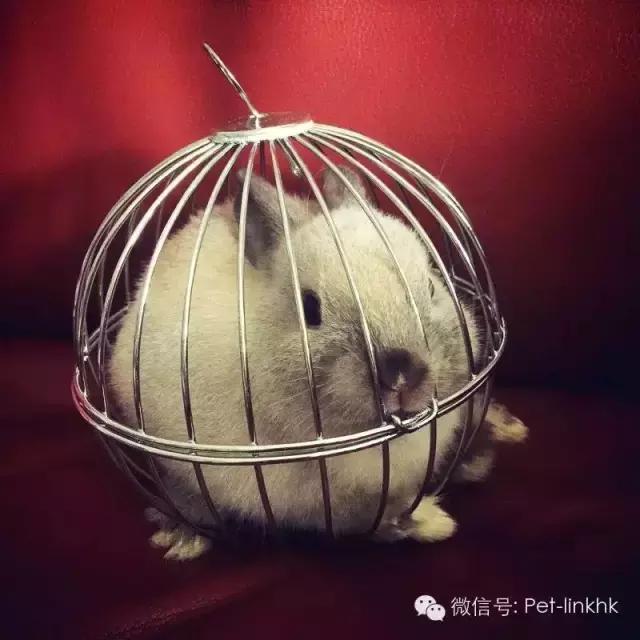 如果世界上没有动物会变成什么样,如果世界上没有动物会怎样