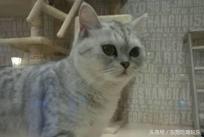 猫咪主题餐厅一览表,首家猫咪主题餐厅