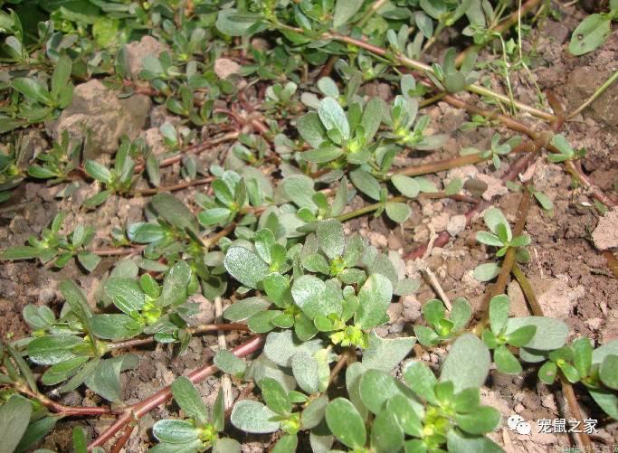 缇庨澶╀笅鍏荤敓澶у笀,缇庨澶╀笅棣欑尓